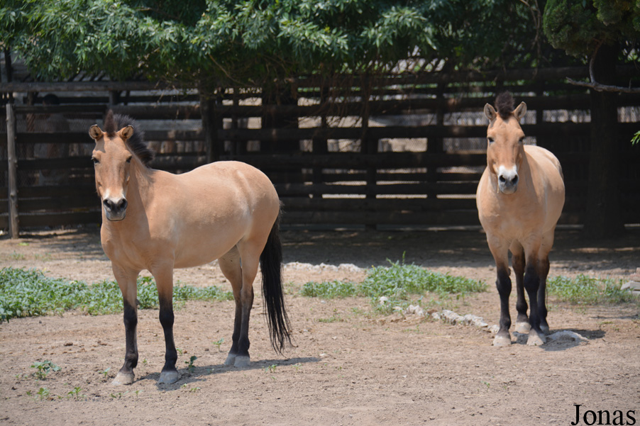 Equus przewalskii