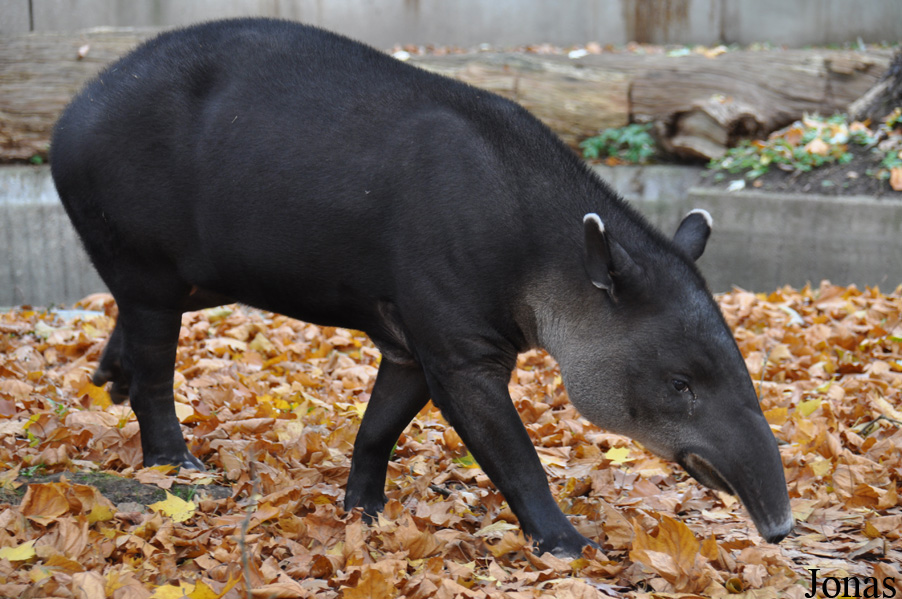 Tapirus bairdii