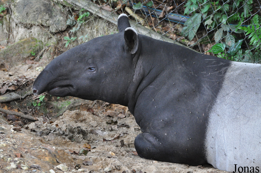 Tapirus indicus