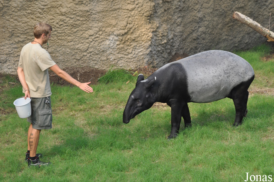 Tapirus indicus