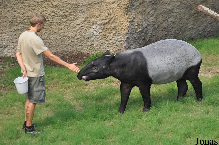 Tapirus indicus