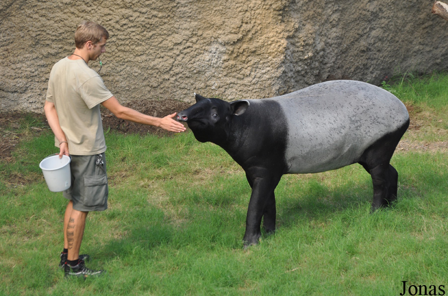 Tapirus indicus