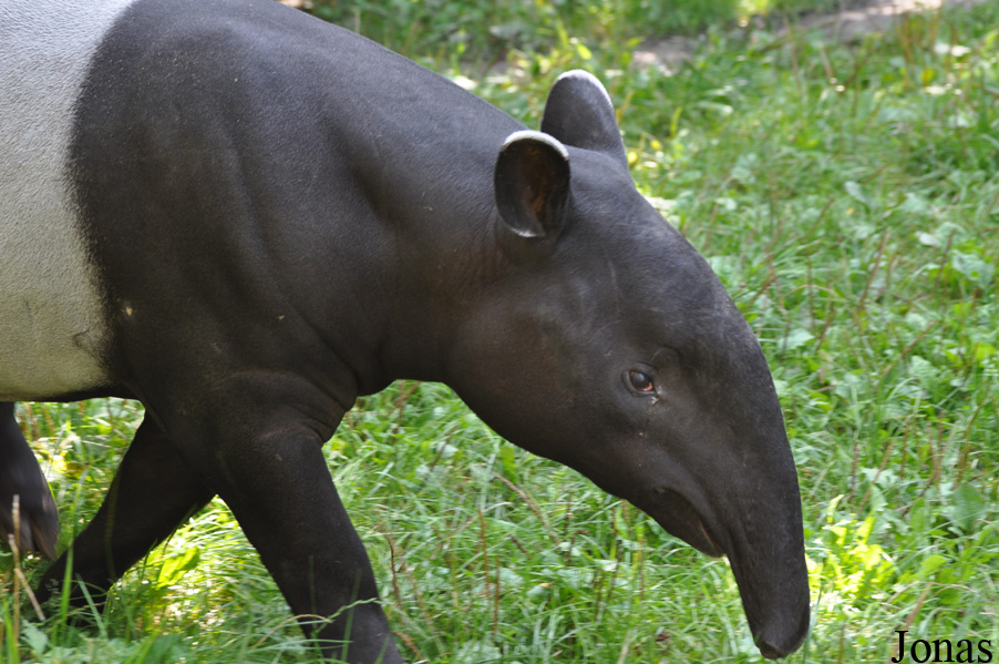 Tapirus indicus