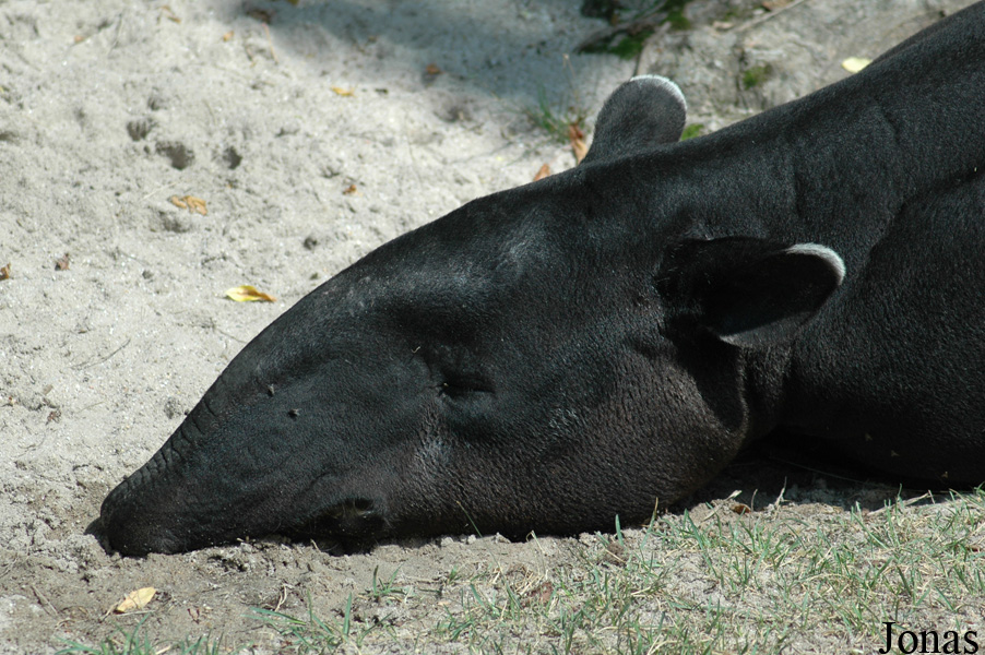 Tapirus indicus