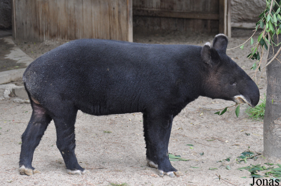 Tapirus pinchaque