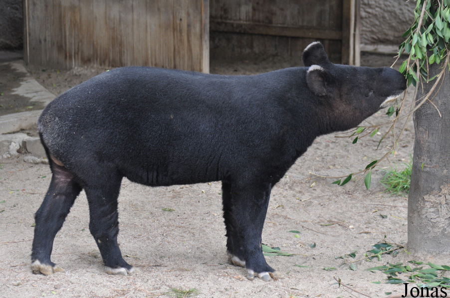Tapirus pinchaque