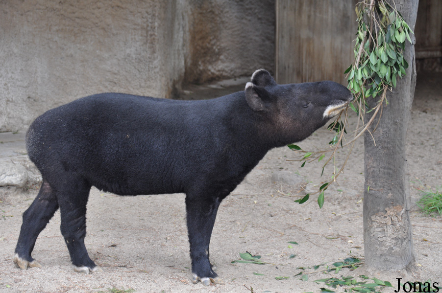 Tapirus pinchaque