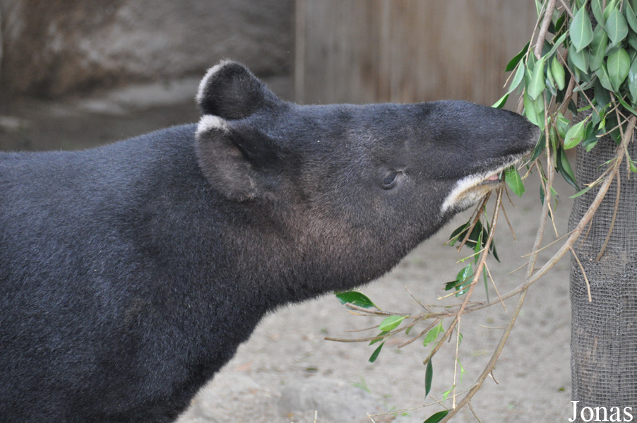 Tapirus pinchaque