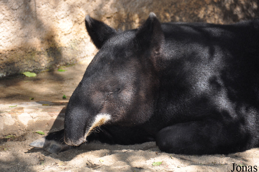 Tapirus pinchaque