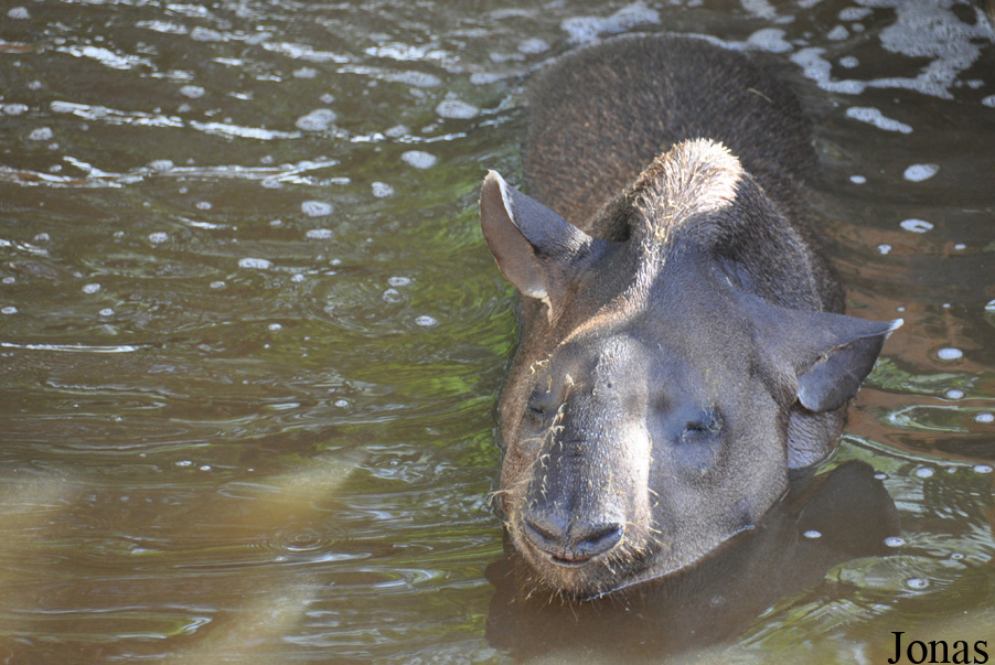 Tapirus terrestris