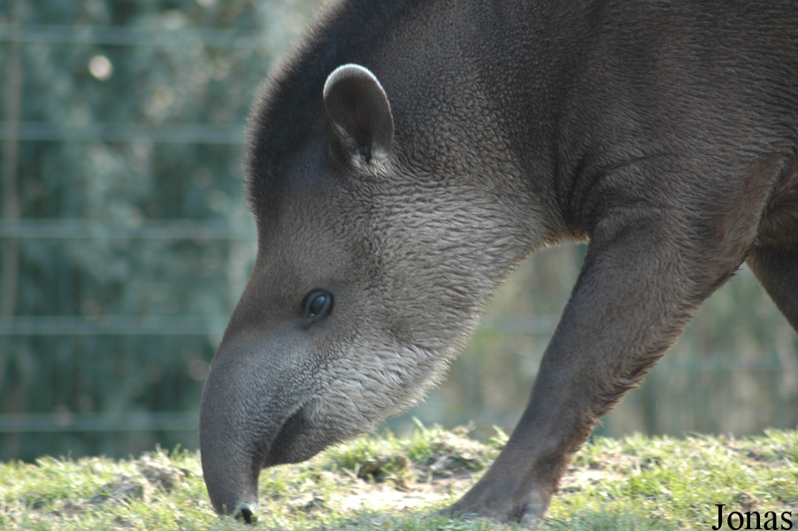Tapirus terrestris