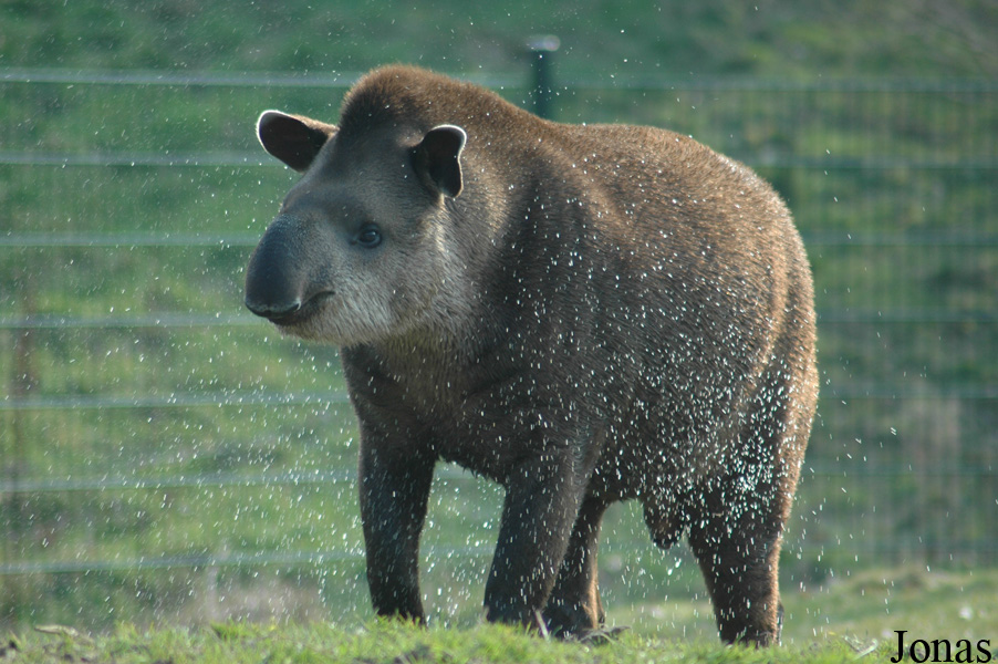 Tapirus terrestris