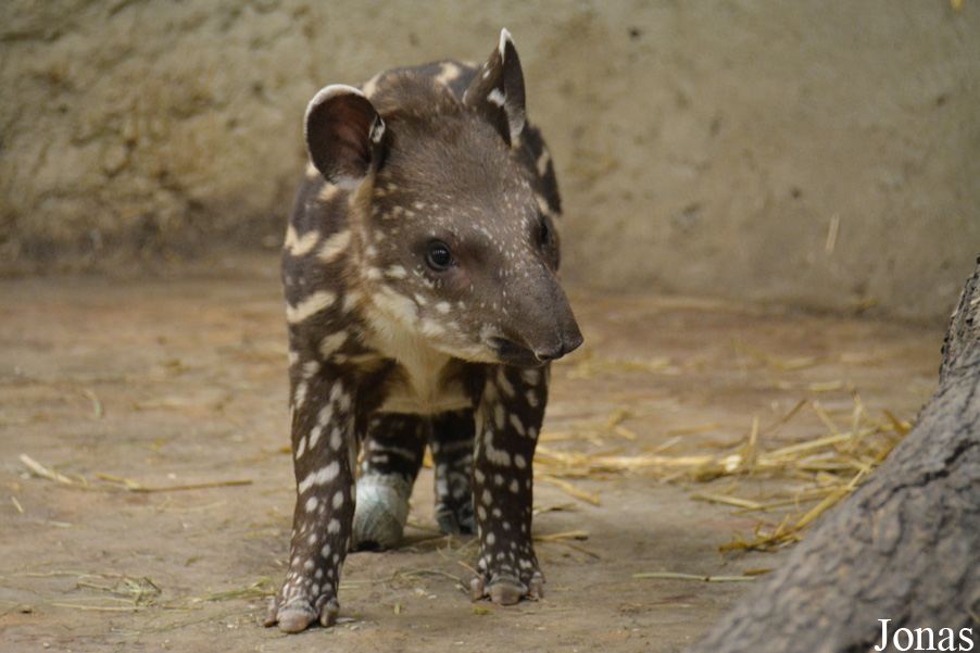 Tapirus terrestris