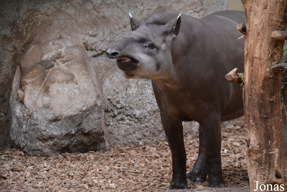 Tapirus terrestris