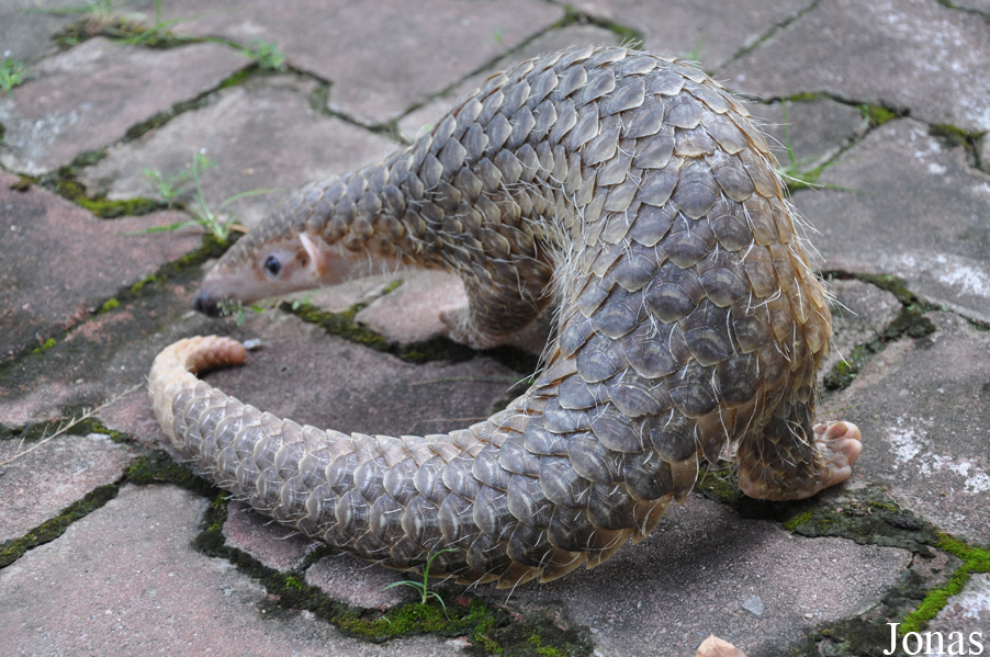 Manis javanica