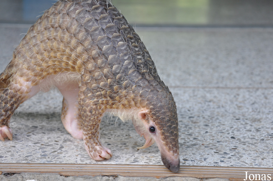Manis javanica