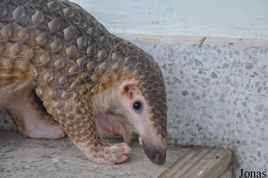 Manis javanica