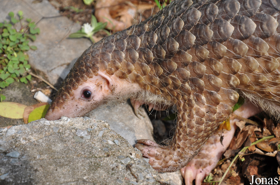 Manis javanica