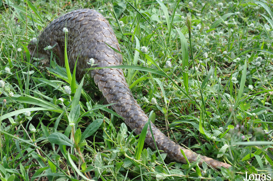 Manis javanica