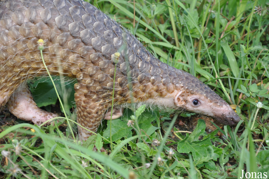 Manis javanica