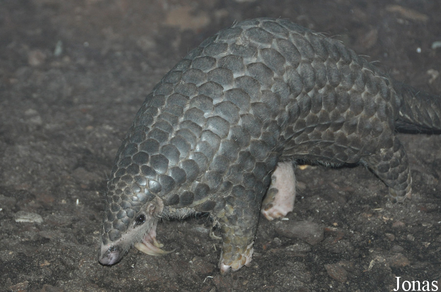 Manis pentadactyla pentadactyla