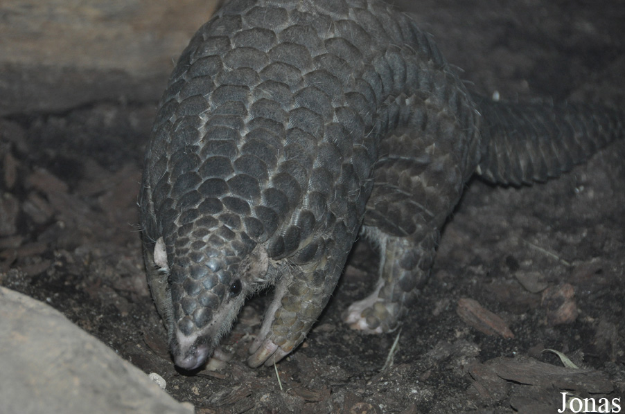 Manis pentadactyla pentadactyla