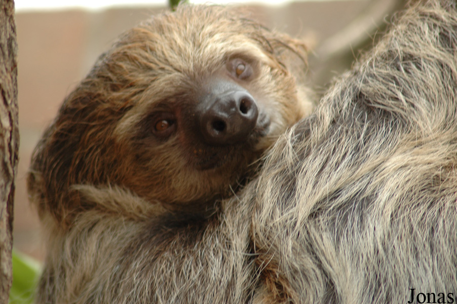 Choloepus didactylus