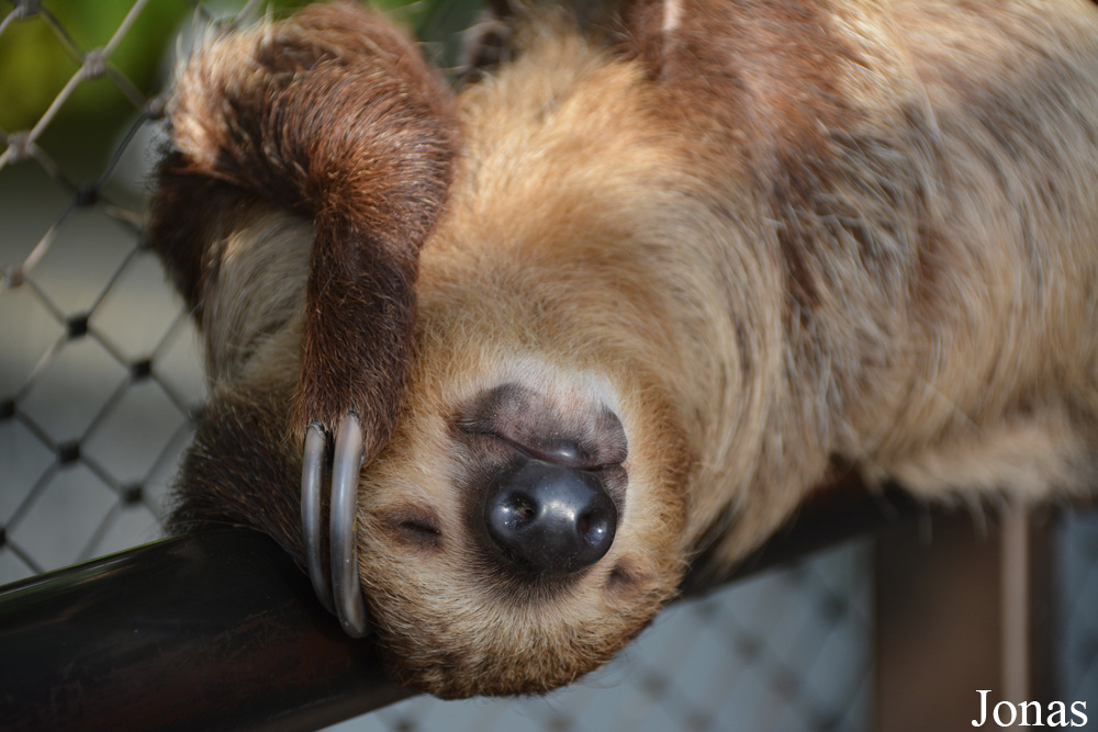Choloepus didactylus