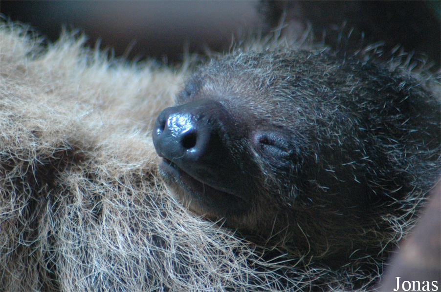 Choloepus didactylus