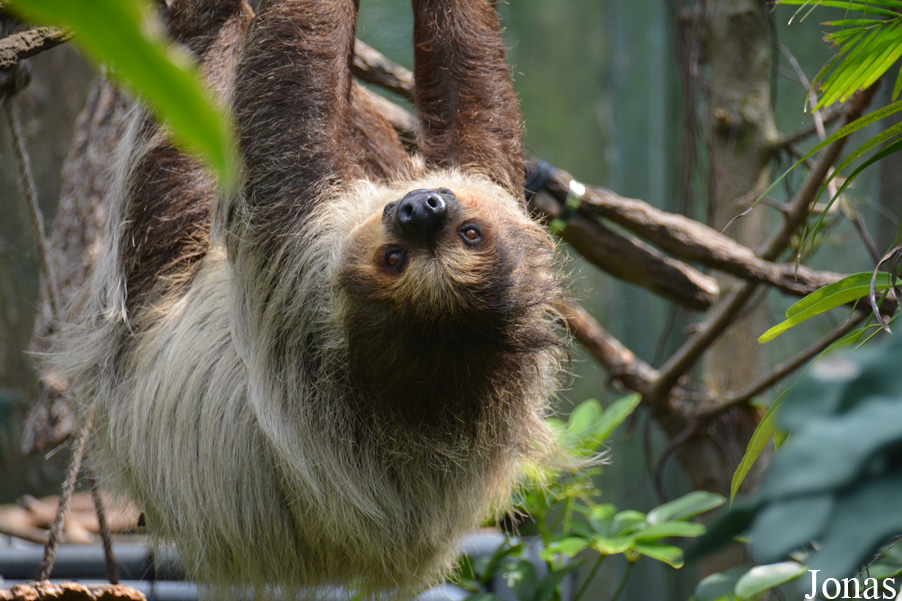 Choloepus didactylus