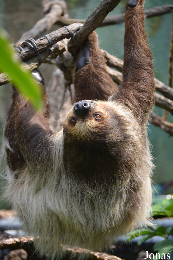 Choloepus didactylus