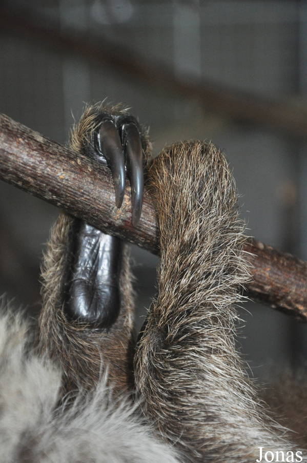 Choloepus didactylus