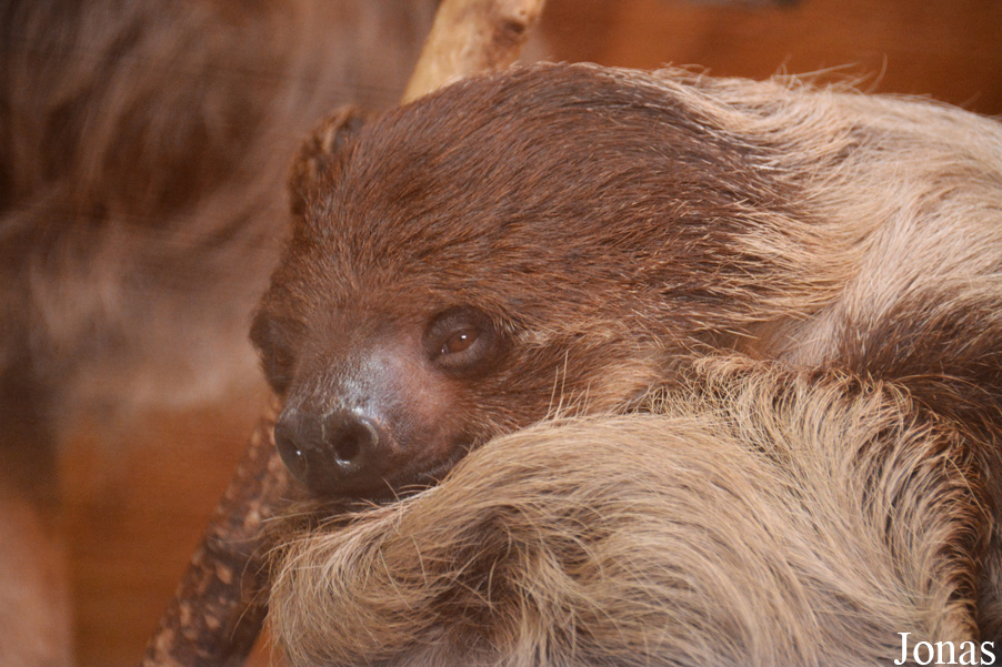 Choloepus didactylus
