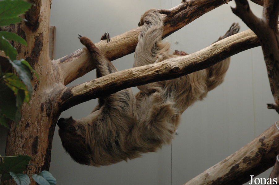 Choloepus didactylus