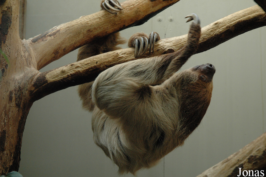 Choloepus didactylus