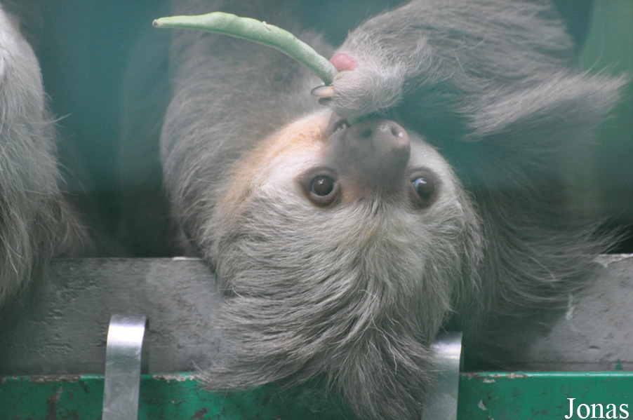 Choloepus hoffmanni