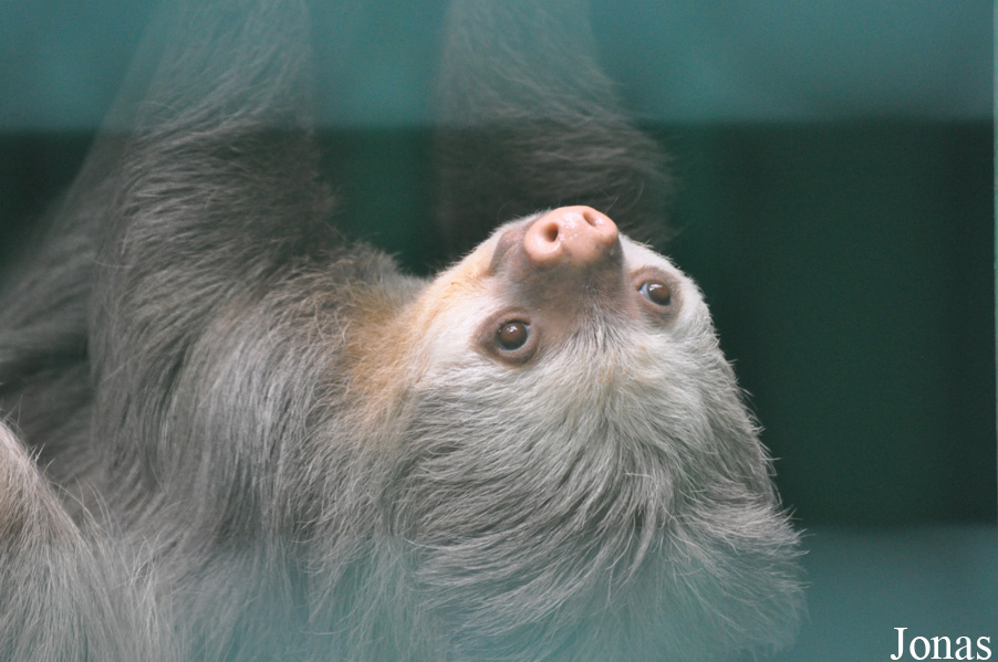 Choloepus hoffmanni