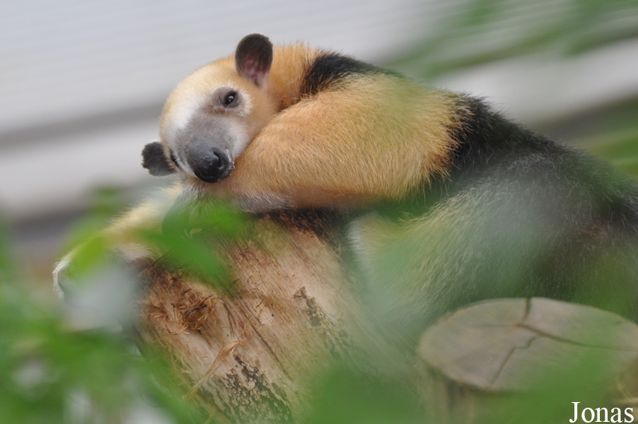 Tamandua tetradactyla