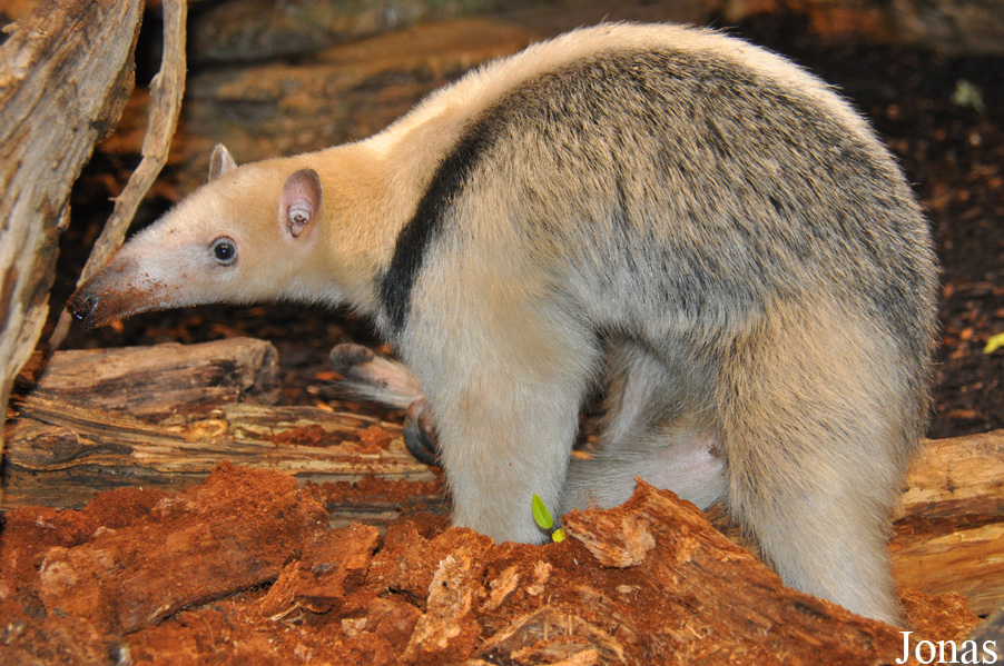 Tamandua tetradactyla