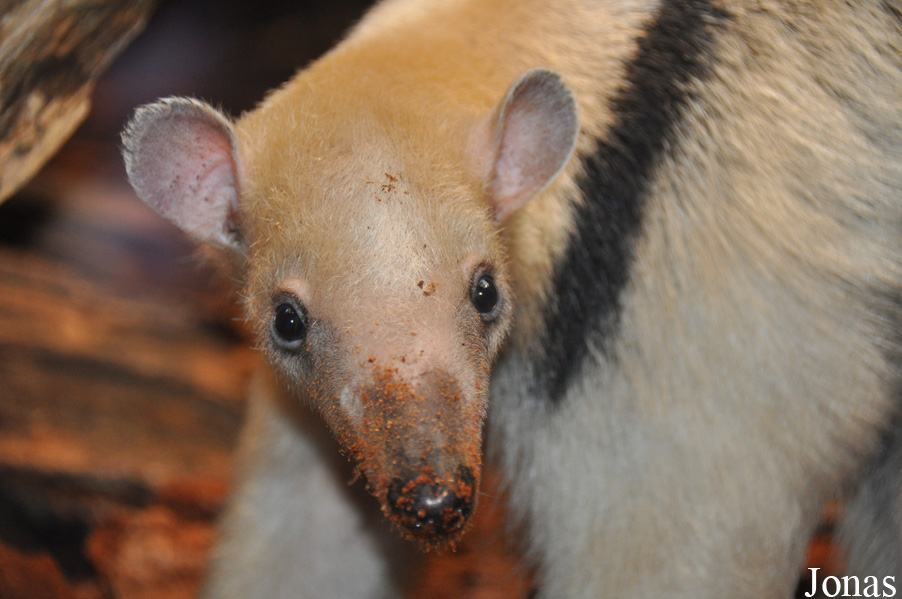 Tamandua tetradactyla