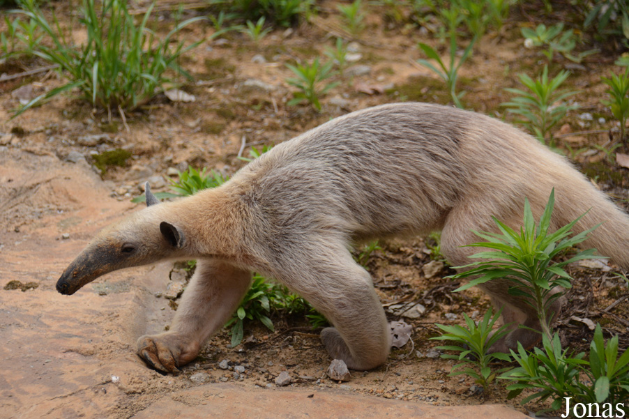 Tamandua tetradactyla