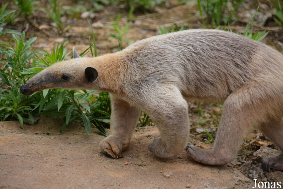 Tamandua tetradactyla