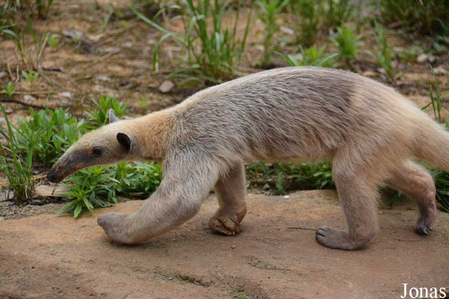 Tamandua tetradactyla