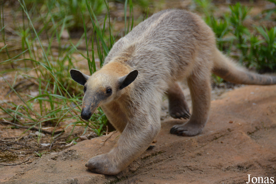 Tamandua tetradactyla
