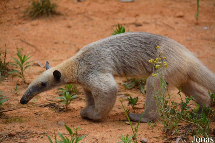 Tamandua tetradactyla
