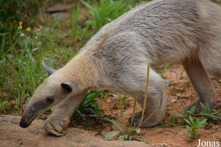 Tamandua tetradactyla