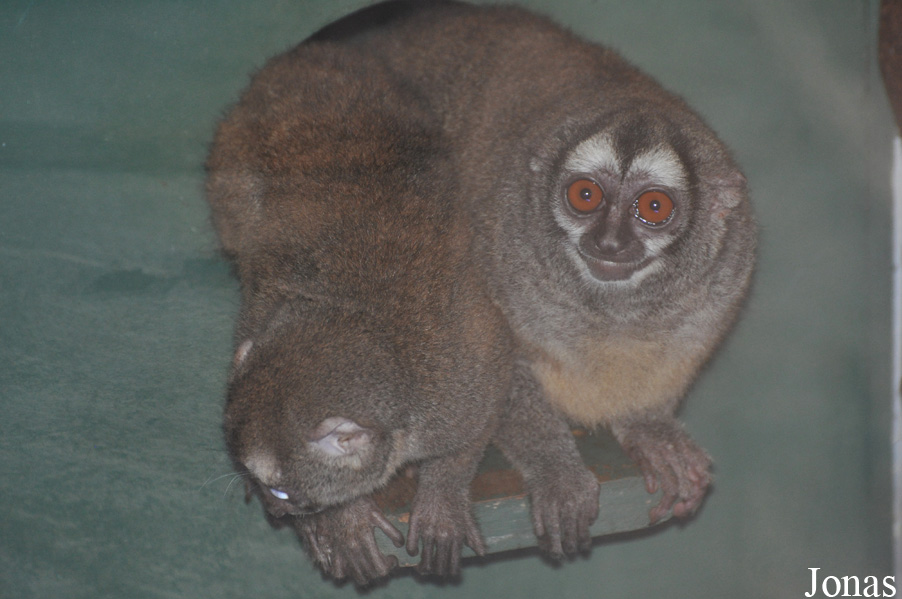 Aotus griseimembra