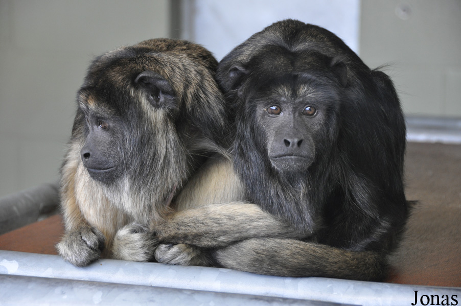 Alouatta caraya