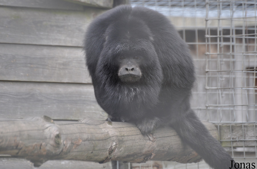 Alouatta caraya