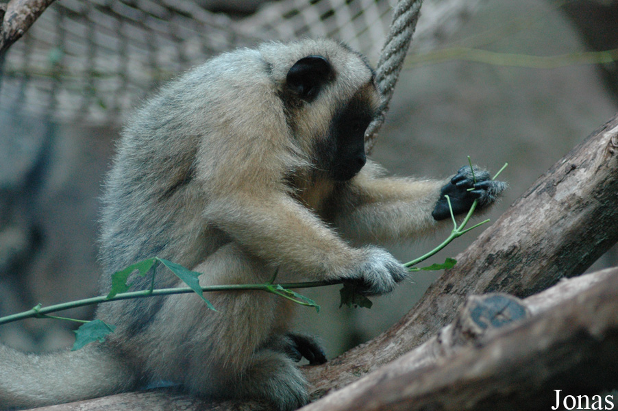 Alouatta caraya